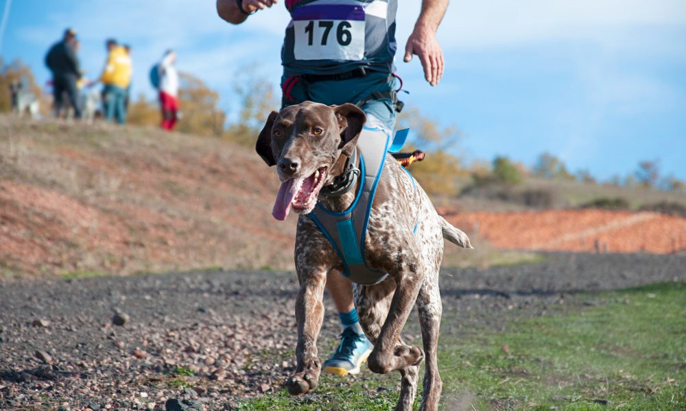 Corrida com nossos melhores companheiros!