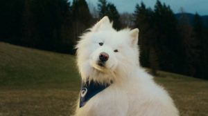 Quatro Patas, Uma Missão: ASICS faz pesquisa global e se torna a primeira marca esportiva a anunciar um cachorro como embaixador