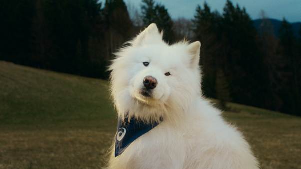 Quatro Patas, Uma Missão: ASICS faz pesquisa global e se torna a primeira marca esportiva a anunciar um cachorro como embaixador