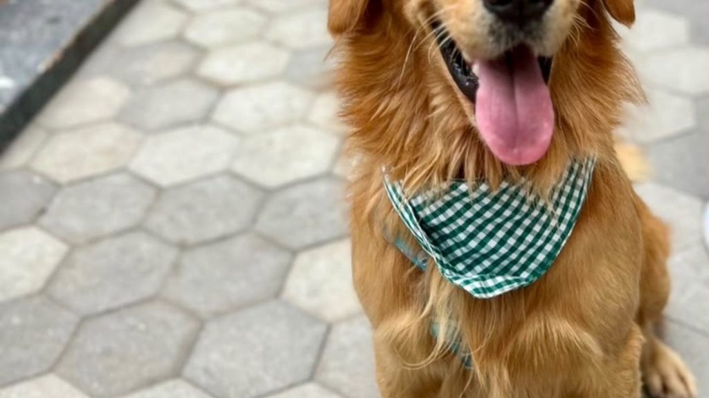 Cachorrida da Garoto terá ação inédita de adoção de cães neste sábado (26)
