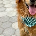 Cachorrida da Garoto terá ação inédita de adoção de cães neste sábado (26)